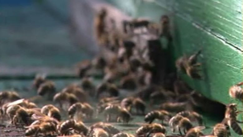 IASI. Apicultori in pragul falimentului. Albinele din 800 de stupi au fost ucise Imagine