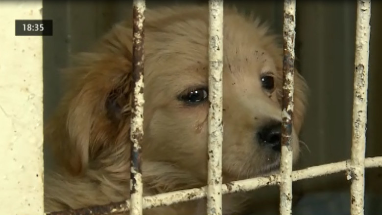 IASI. Creste numarul maidanezilor adoptati Imagine