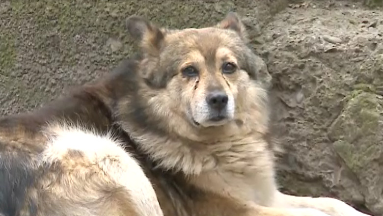 IASI. Discutii aprinse la Comisia de Dialog Social despre soarta cainilor fara stapan Imagine