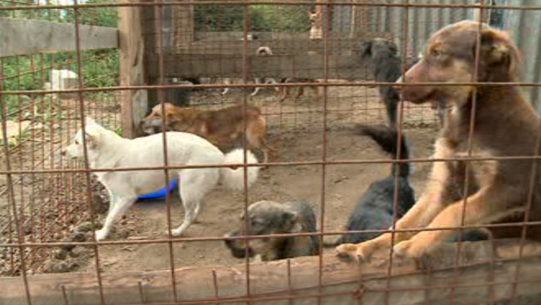 IASI. Flash mob in Piata Unirii pentru salvarea cainilor comunitari Imagine