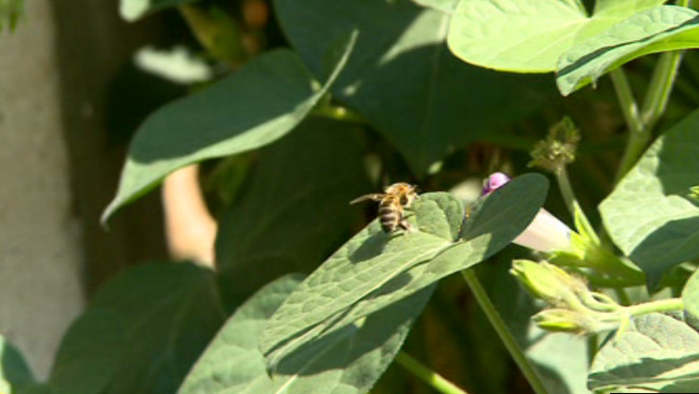 IASI. Intepati de viespi, in curtea scolii Imagine
