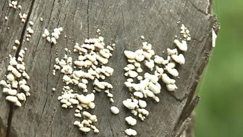 IASI. Zeci de copaci s-au uscat din cauza neglijentei angajatilor de la spatii verzi Imagine