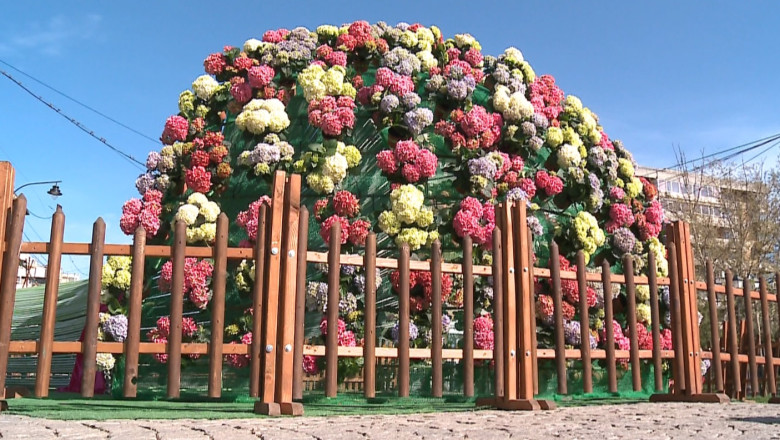 Iasiul, decorat de Primarie cu flori otravitoare Imagine