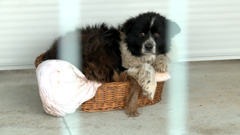 Iasiul este pregatit sa infiinteze Politia Animalelor Imagine