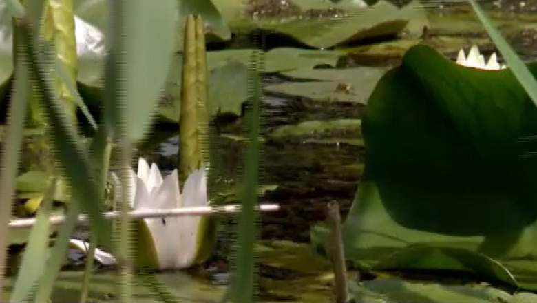 Iazul de la Ipotesti, in stare deplorabila. Lacul cu nuferi care l-a inspirat pe M. Eminescu va fi reamenajat Imagine