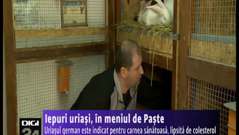 Iepuri uriasi, in meniul de Paste. Uriasul german este indicat pentru carnea sanatoasa, lipsita de colesterol Imagine