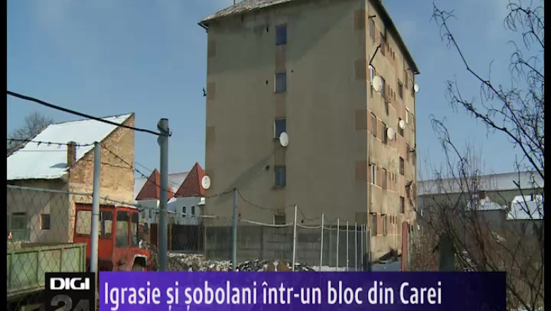 Igrasie si sobolani intr-un bloc din Carei Imagine