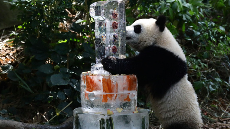Imagini adorabile cu un pui de panda urias care si-a sarbatorit primul an de viata Imagine