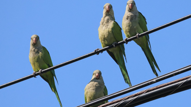 Imagini ca din filmul „Pasarile” al lui Alfred Hitchcock. Un oras din Argentina se confrunta cu o invazie a papagalilor Imagine