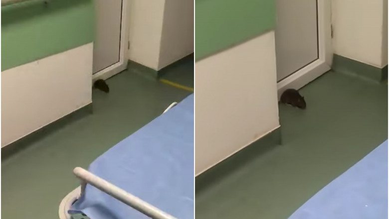 Imagini care dau fiori surprinse intr-un spital din Timis. Un sobolan a fost filmat chiar pe holul sectiei de Chirurgie Imagine