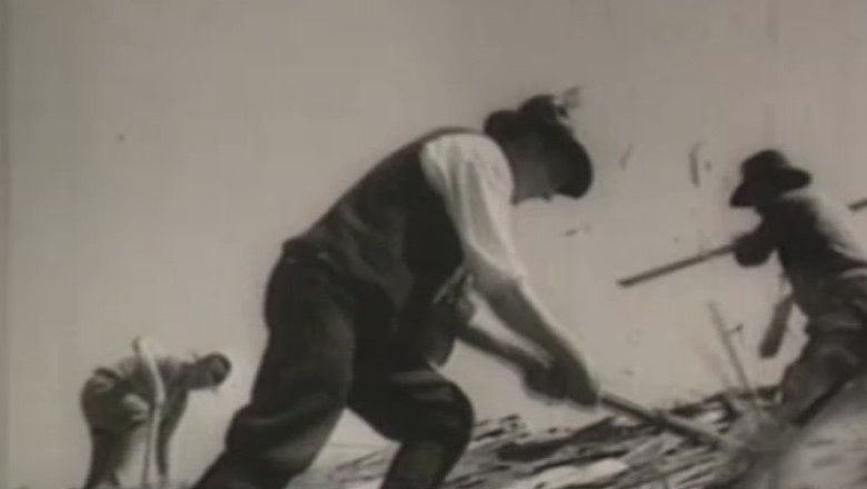 Imagini document. 1958: Lemn pentru „constructia socialismului” Imagine