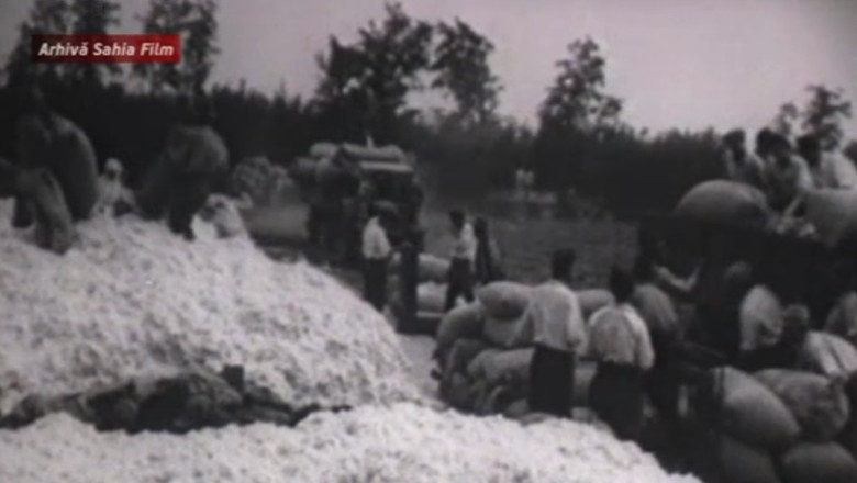 Imagini document. Strangerea bumbacului in 1952: "La sfarsitul planului cincinal vom recolta bumbac cu 700% mai mult decat in 1950" Imagine