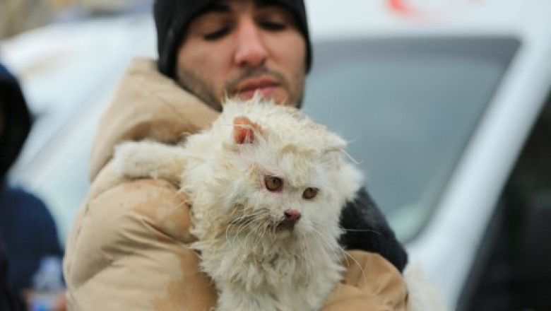 Imagini emotionante: Zeci de animale salvate de sub daramaturi, dupa cutremurele devastatoare din Turcia si Siria Imagine