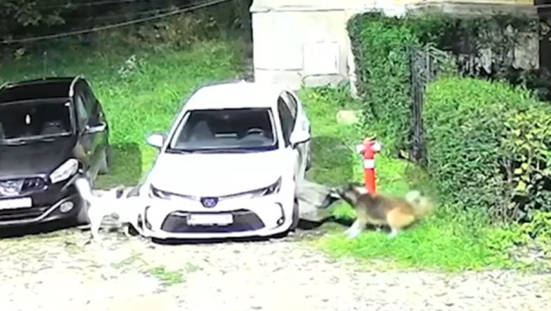 Imagini incredibile surprinse intr-o parcare din Petrosani: O haita de caini fara stapan a distrus o masina Imagine