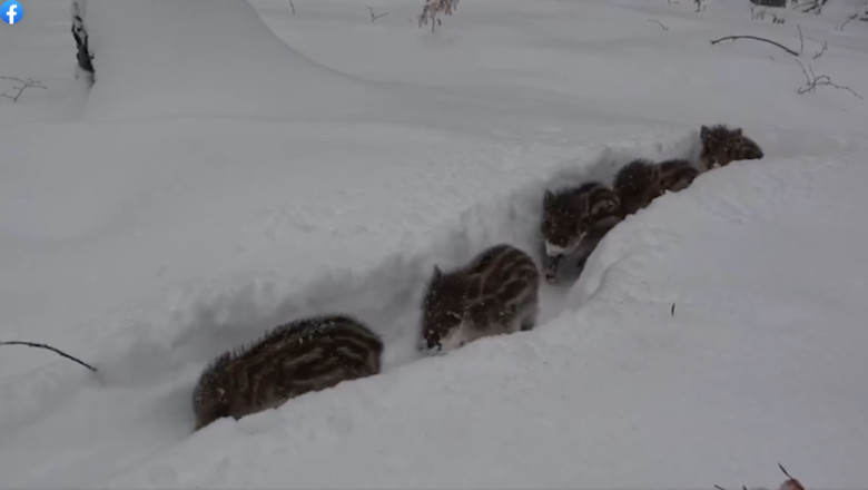Imagini inedite cu cinci pui de mistret mergand prin zapada, in zona Putna Imagine
