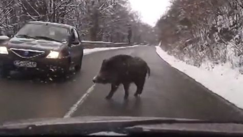 Imagini neobisnuite: un mistret, vedeta pe sosea in Banatul Montan Imagine