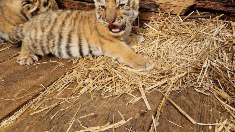 Imagini rare cu doi pui de tigru siberian nascuti la Gradina Zoologica din Oradea Imagine