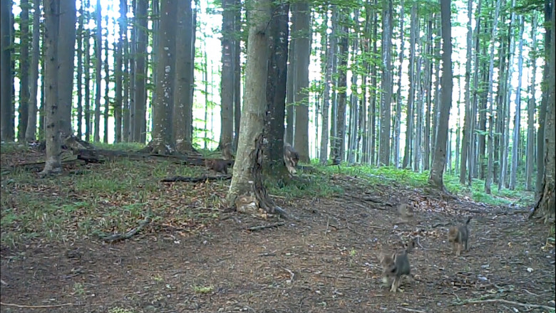 Imagini rare cu sase puisori de lup au fost surprinse in Parcul National Semenic Imagine
