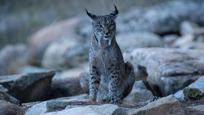 Imagini rare cu un ras iberic alb au fost surprinse in Spania: „Nu-mi venea sa cred ce vedeam” Imagine