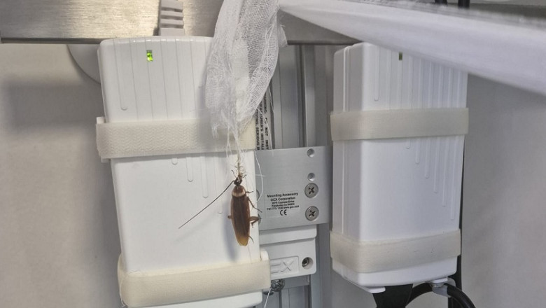 Imagini revoltatoare cu gandaci la Centrul de Arsi de la Floreasca. Precizarile ministrului Sanatatii, Alexandru Rogobete Imagine