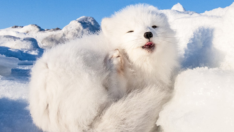 Imagini superbe cu o vulpita polara care a tras un pui de somn la soare Imagine