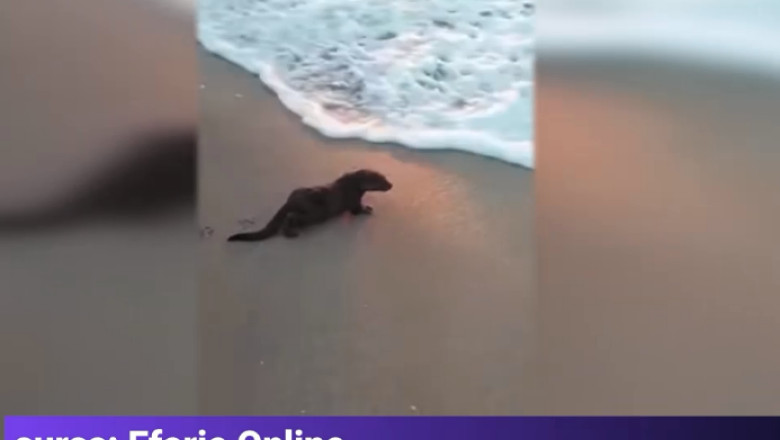 Imagini virale cu o vidra care se plimba pe plaja si sare in apa, la Eforie Nord Imagine
