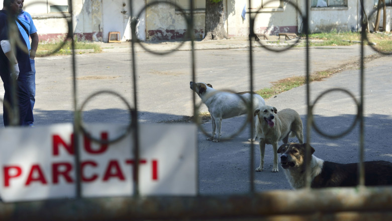 IML: Copilul a fost muscat de sute de ori si a murit din cauza hemoragiei Imagine