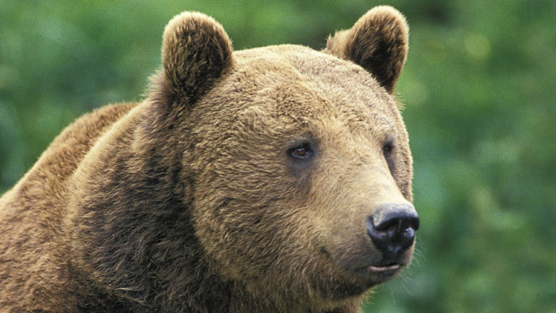 Impact la 140km/h. Un motociclist din Canada, care rula cu viteza, a lovit un pui de urs Imagine