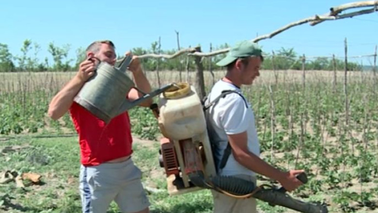 IMPOZIT PE VENIT. Doar 1 la suta dintre micii agricultori au depus declaratiile inainte de termen Imagine