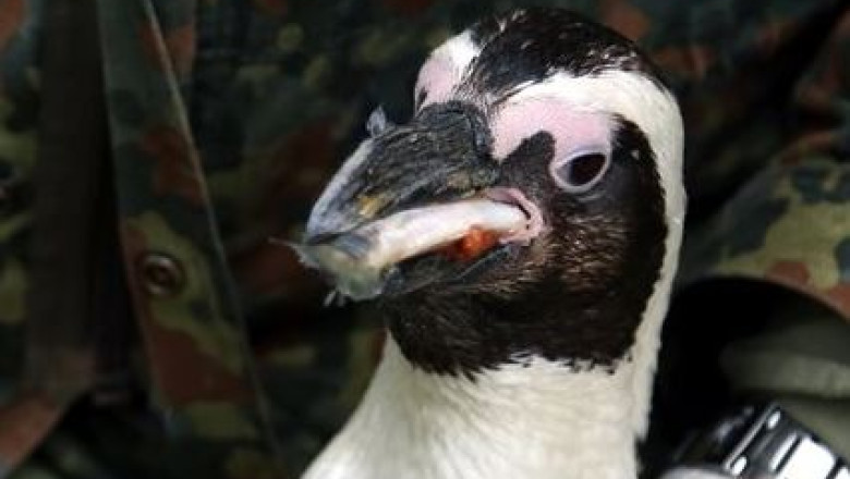 Imprimanta 3D folosita pentru a reconstrui ciocul unui pinguin ranit Imagine