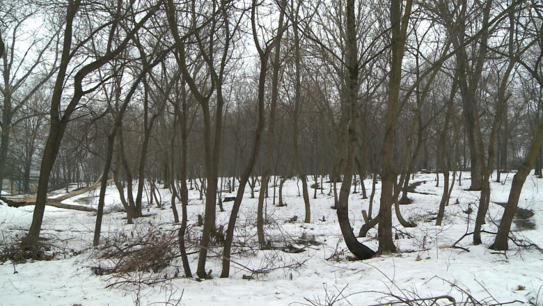 Impuscat la vanatoare Imagine