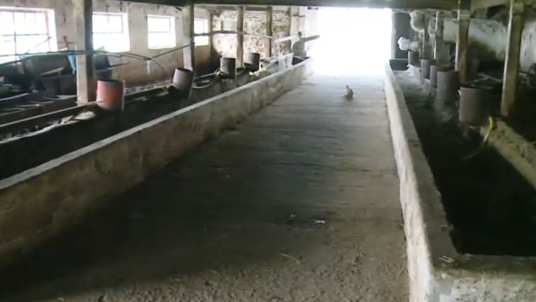 In asteptarea solutiilor de la autoritati, tot mai multi fermieri renunta la cresterea animalelor si ameninta ca vor iesi in strada Imagine