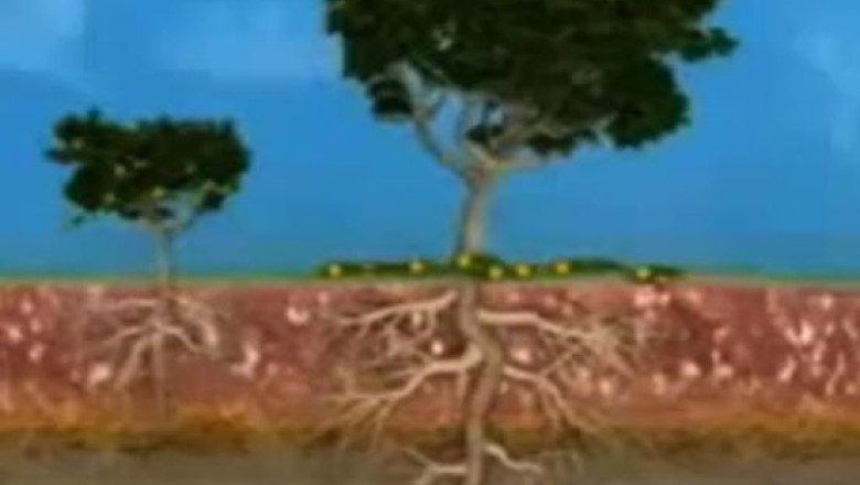 In Australia, aurul creste in copaci. Eucaliptii extrag apa din solul aurifer, iar metalul se depoziteaza in frunze Imagine