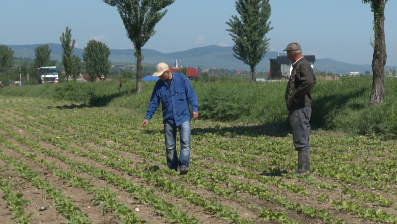 In Bacau, apele au distrus sute de hectare cu grau si porumb Imagine