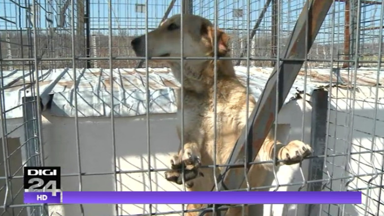 In Bucuresti, eutanasierea cainilor fara stapan continua pana la o decizie definitiva a justitiei - Razvan Bancescu, ASPA Imagine