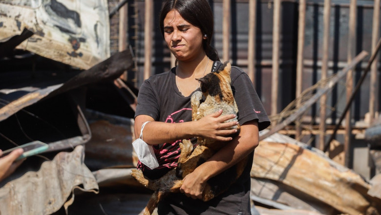 In Chile, caini si pisici ratacesc printre ruine. Oamenii isi cauta animalele de companie, dupa incendiile devastatoare  Imagine