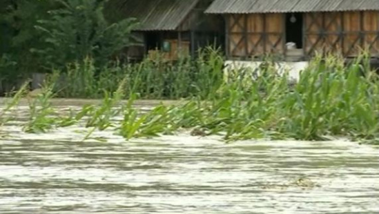 In Dolj, Arges si Valcea, peste jumatate din culturile de grau si orz sunt compromise de inundatiile recente Imagine