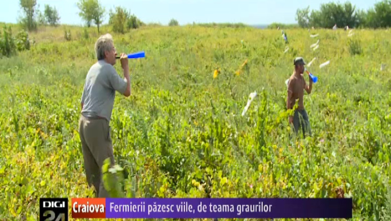 In Dolj, fermierii pazesc viile, de teama graurilor   Imagine