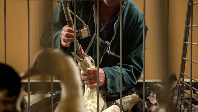 In doua tari europene a fost pus in vanzare foie gras-ul vegan, pe fondul controverselor cu privire la bunastarea aimalelor Imagine