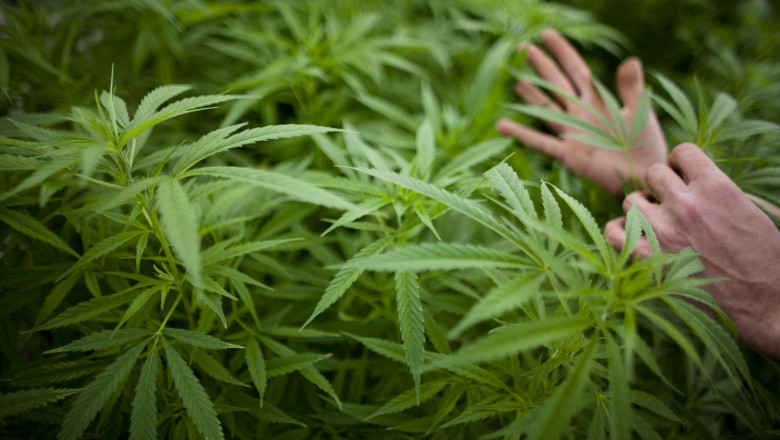 In Germania au aparut cluburile de canabis. Pana la 500 de persoane se pot asocia Imagine