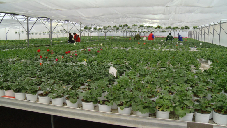 In sera, ca in farmacie. In serele din Santion se lucreaza cu aparatura de ultima generatie Imagine