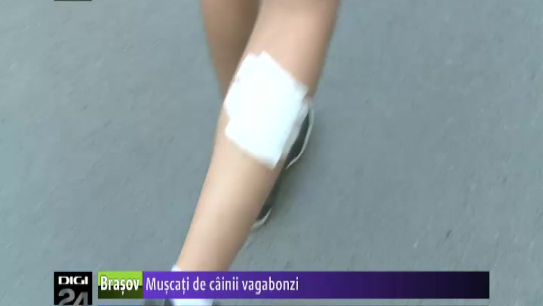 In Sibiu, cainii maidanezi ataca localnicii si turistii Imagine