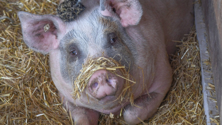 Inainte de Craciun, fermierii reclama "haosul de pe piata carnii de porc": Nu exista niciun fel de control Imagine