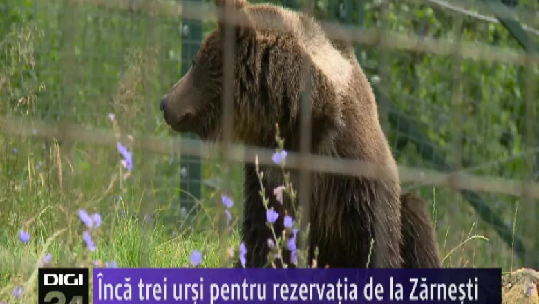Inca trei ursi pentru rezervatia de la Zarnesti Imagine