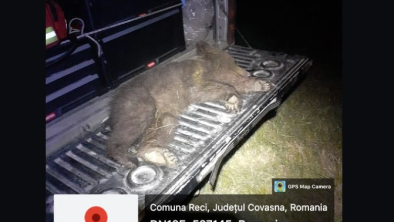 Inca un pui de urs a fost lovit mortal de o masina in Covasna Imagine