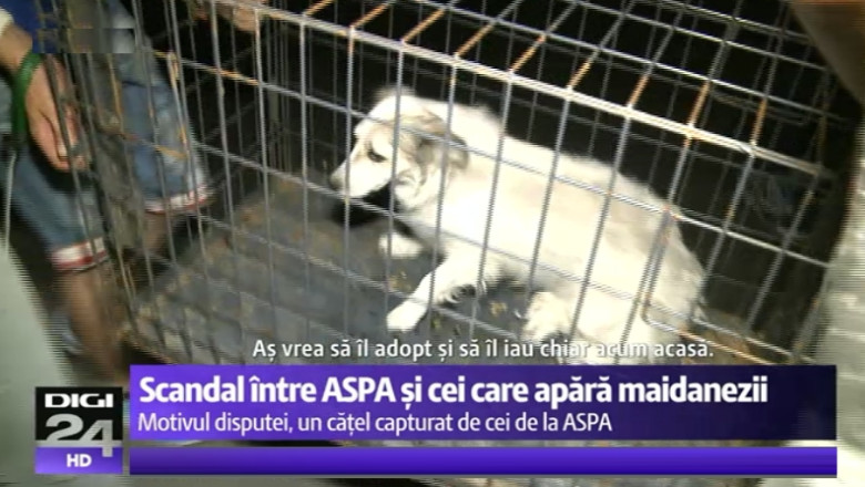 Inca un scandal intre hingheri si aparatorii animalelor. Doua dube ASPA au fost blocate in trafic; dupa ce au scapat, au lovit o masina Imagine