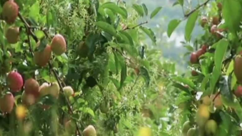 Incalzirea globala indulceste merele Imagine