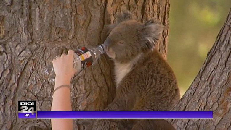 Incendii in Australia: Temperaturile ating maximele ultimilor 120 de ani. Ursii koala primesc ajutorul oamenilor Imagine