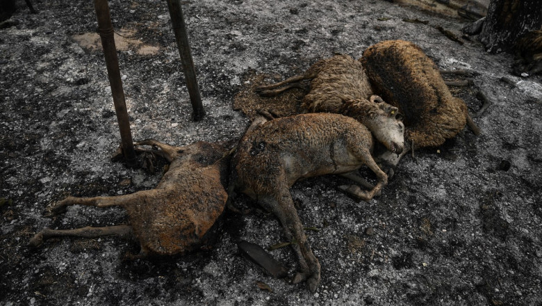 Incendiile din nordul Greciei au produs cel mai mare dezastru din UE. Padurile mistuite de flacari nu vor mai putea fi refacute Imagine