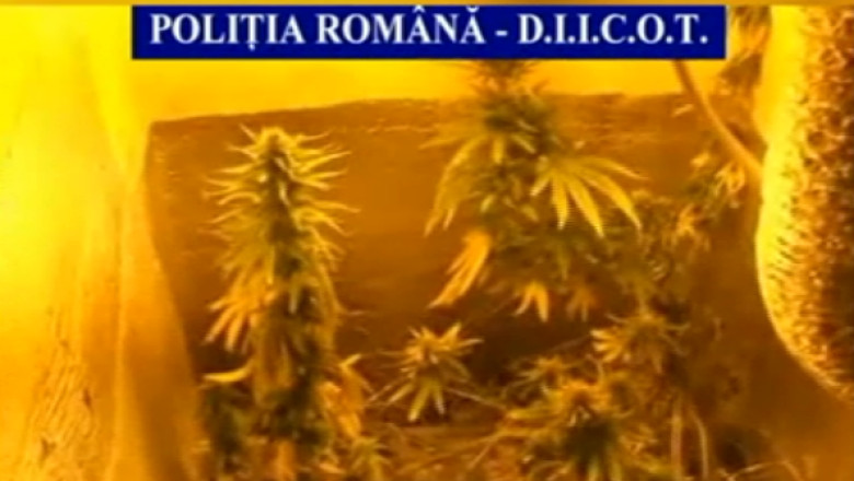 Incendiu in sera de canabis. Politisti: un tanar cultiva plantele intr-un apartament inchiriat Imagine